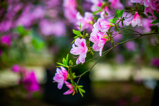 花舞人間