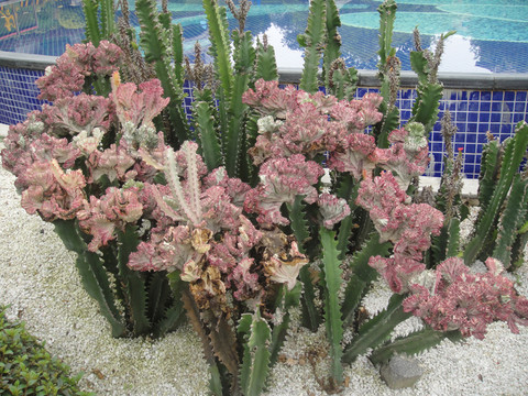 花園