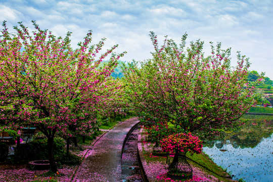 櫻花