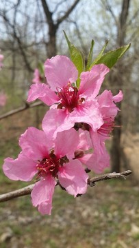 人面桃花