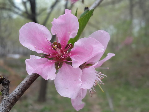 人面桃花