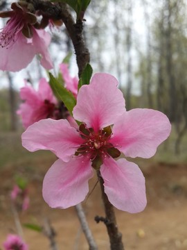 人面桃花