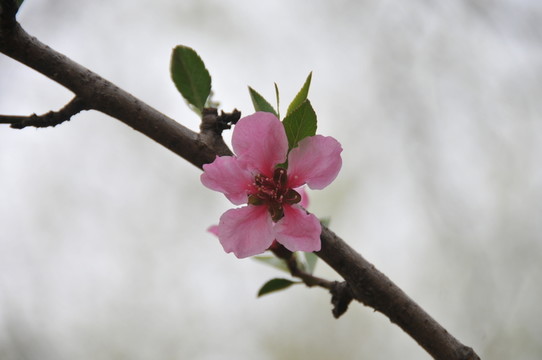 人面桃花