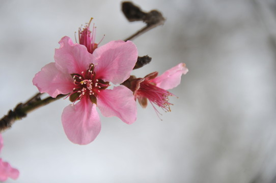 人面桃花