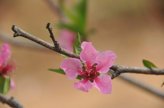 人面桃花