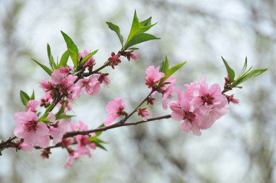人面桃花
