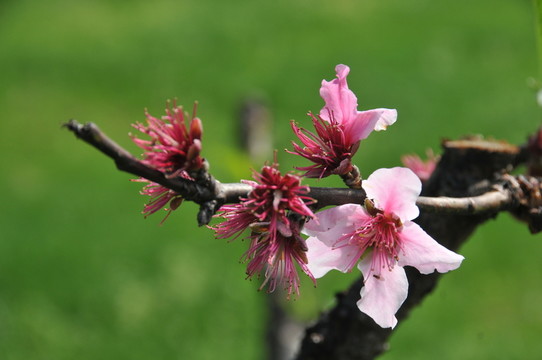 人面桃花