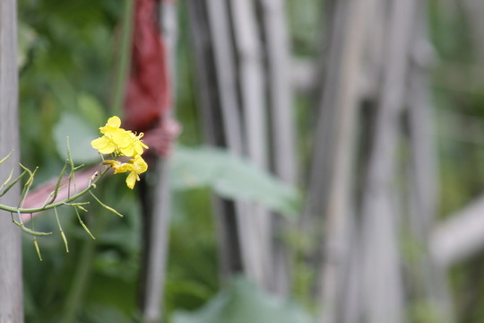 故鄉(xiāng)的菜園
