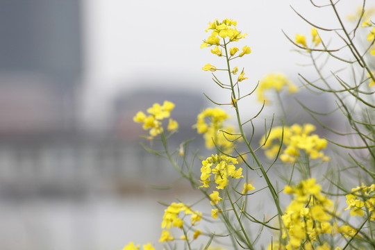 油菜花