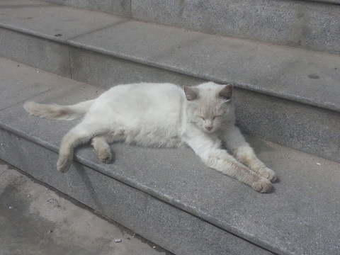 貓