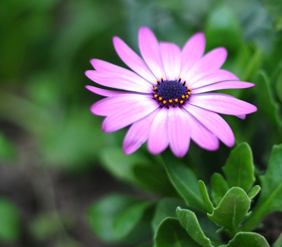 粉紅色雛菊