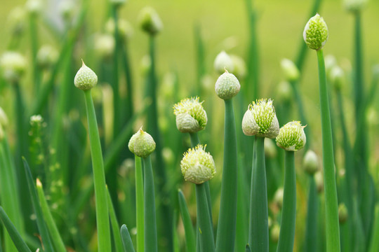 大蔥花