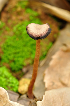 野蘑菇