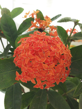龍船花