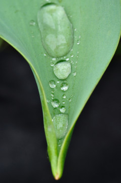 葉子上的水珠