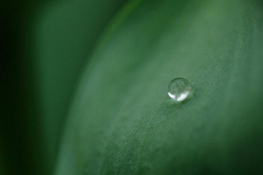 葉子上的水珠
