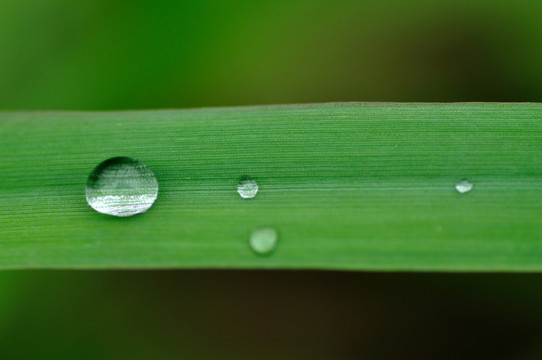 葉子上的水珠