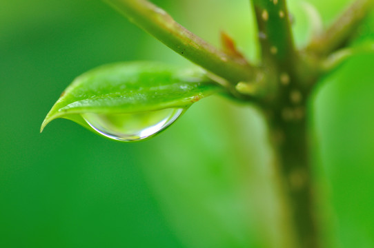 葉子上的水珠
