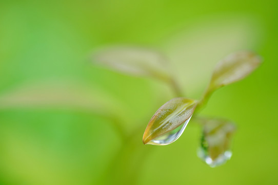 葉子上的水珠