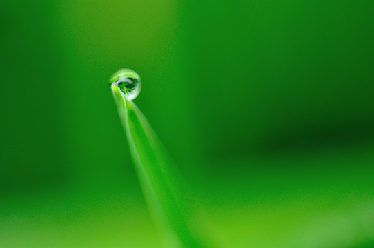 葉子上的水珠