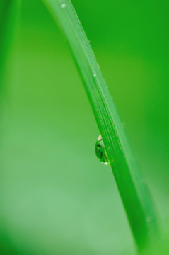 葉子上的水珠