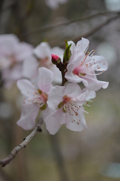 桃花