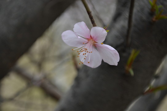 桃花