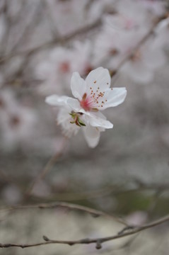 桃花