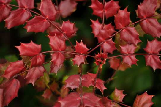 紅色葉子