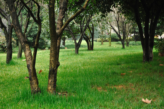 公園