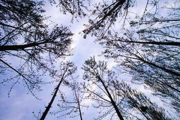 樹(shù)林天空