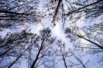樹木天空