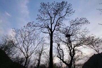 樹