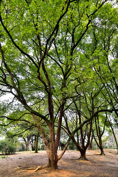 香樟樹(shù)