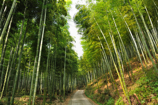 竹林