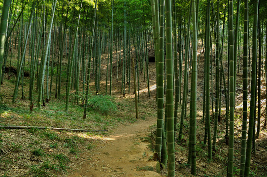 竹林