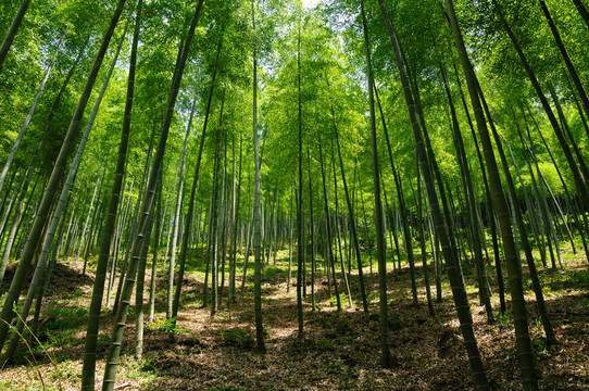 竹林