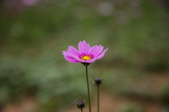 波斯菊