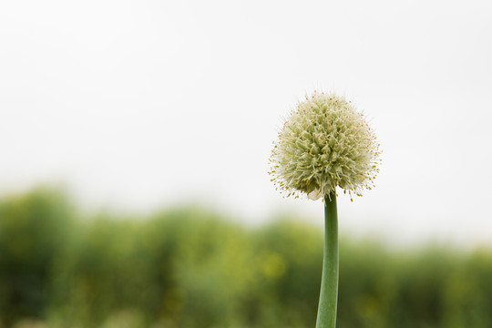 大蔥開(kāi)花