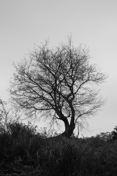 枯樹