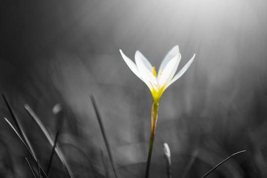 白色蘭花