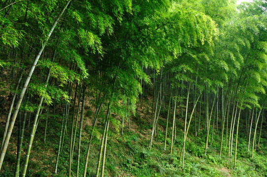 竹林
