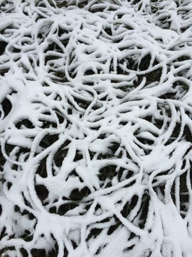 雪景