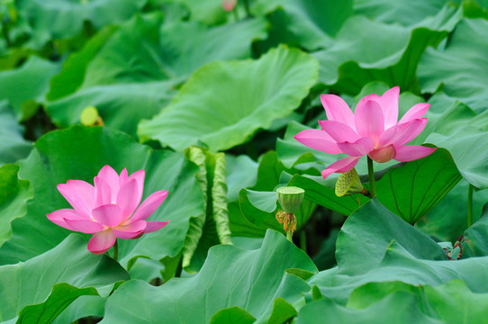 荷花