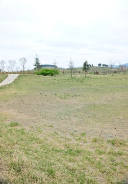 草坪  草地