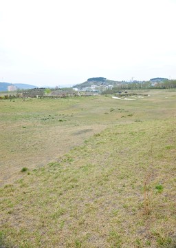 草地  草坪