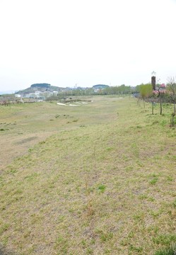 草坪  草地
