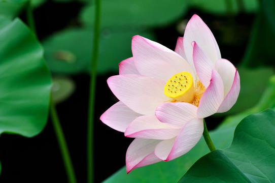 荷花
