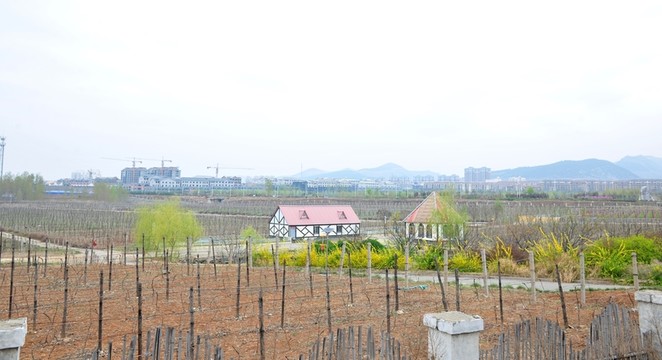 葡萄園