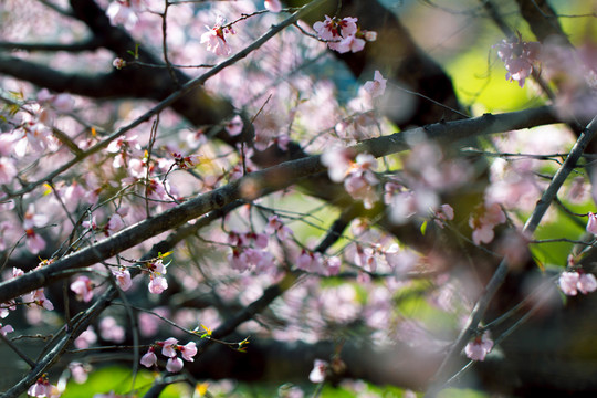 櫻花